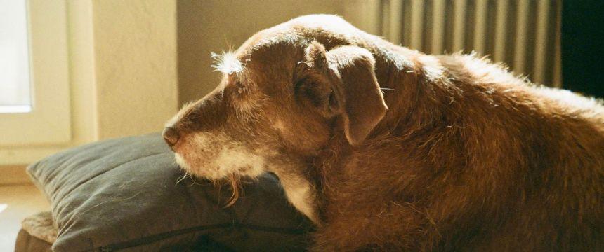 犬の聞こえは老化のサイン?シニア犬の聴覚と認知機能の関係を解説