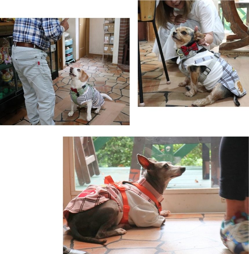 写真左上:おやつおねだり中のナックルくん/写真右上:はせがわさんに甘えるスパータくん/写真下:飼い主さんを見上げるリーバちゃん