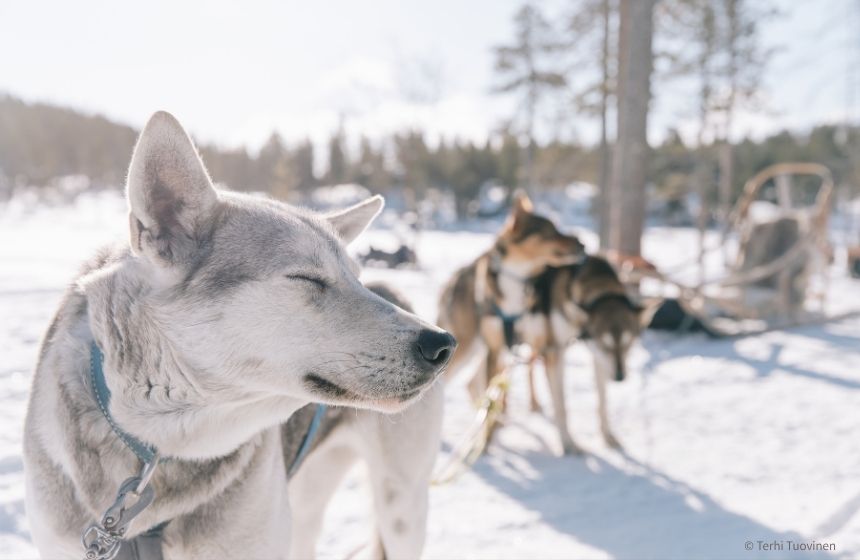 犬ぞり前のハスキー
