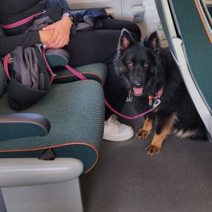 電車内の犬たち