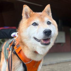 目的地について、歩いていないクセになぜかドヤ顔する柴犬さん。