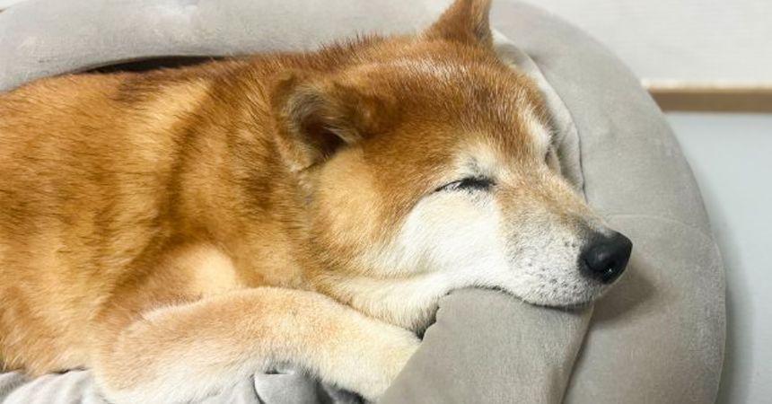 できないことが増えたら自由になった!〜柴犬あるある・シニアになるのも悪くない編〜