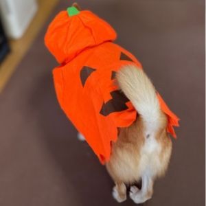 初めてのカボチャフードは、固まってしまって一歩も歩けず!
