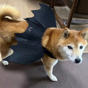 仮装初心者犬。まずはコウモリに変身できるハーネスにチャレンジ!