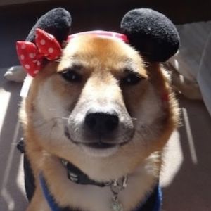 練習で初めてつけた某テーマパークのカチューシャ。陰影効果があいまって、謎の生き物に。