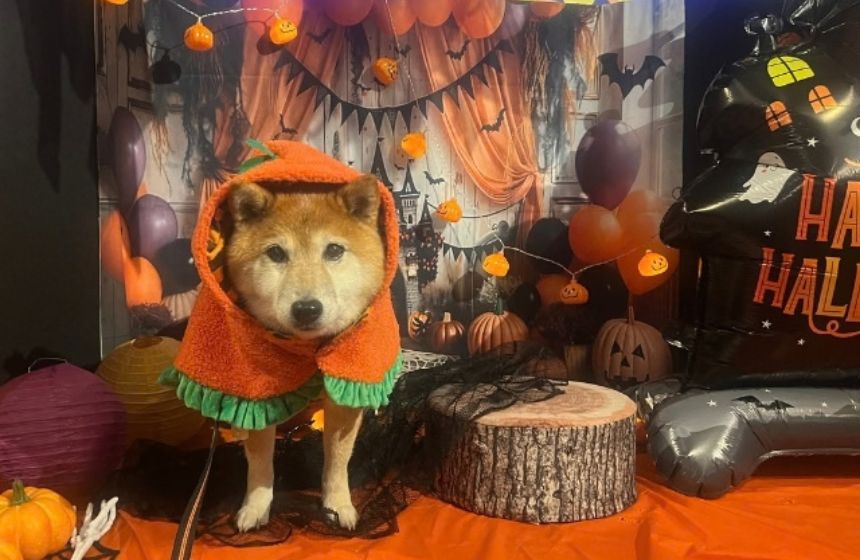 今年もハロウィンがやってきた!~柴犬あるある・仮装コレクション編~