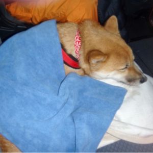2歳の時、生まれて初めてのバスツアーでリラックス。