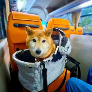 自分の席があるのに「抱っこ」要求の目力が強い……。