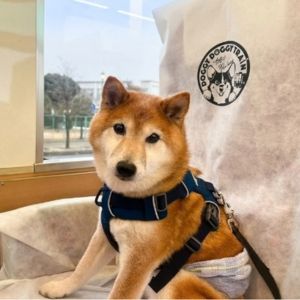 初めてとは思えないこなれ感を出す、電車旅での柴犬さん。