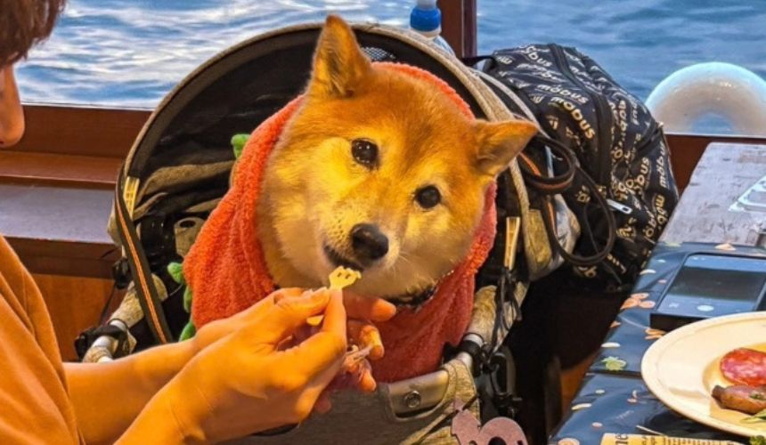 わんこメニューも美味しくて、大喜びのクルージングタイム！