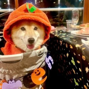 ハロウィンクルーズだったので、ちょっとおめかしして乗りました！