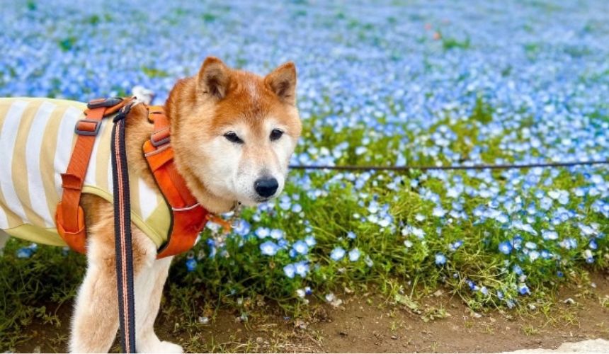 柴犬がペットツアーに行ったらこうなった～柴犬あるある～マイペースな団体旅行編