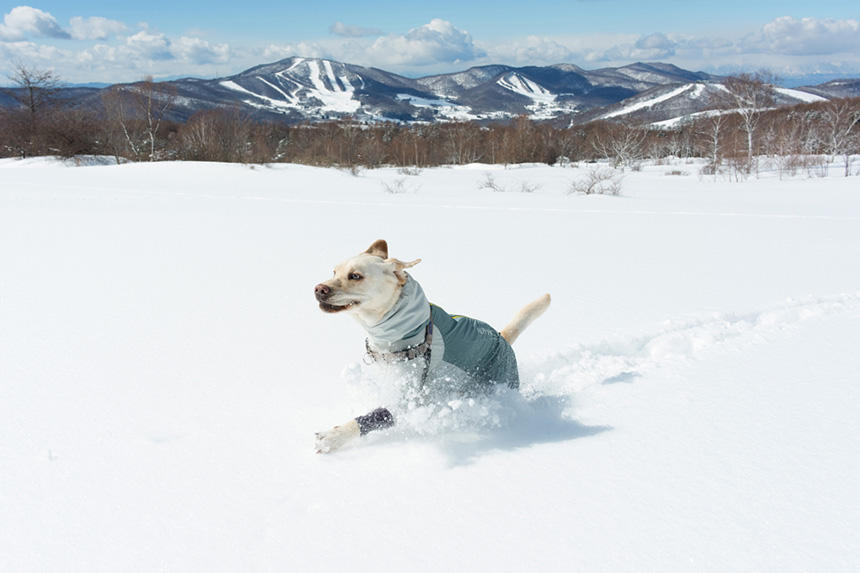 Dog Snapshot R 令和の犬景Vol.48　春近し、されど雪遊び