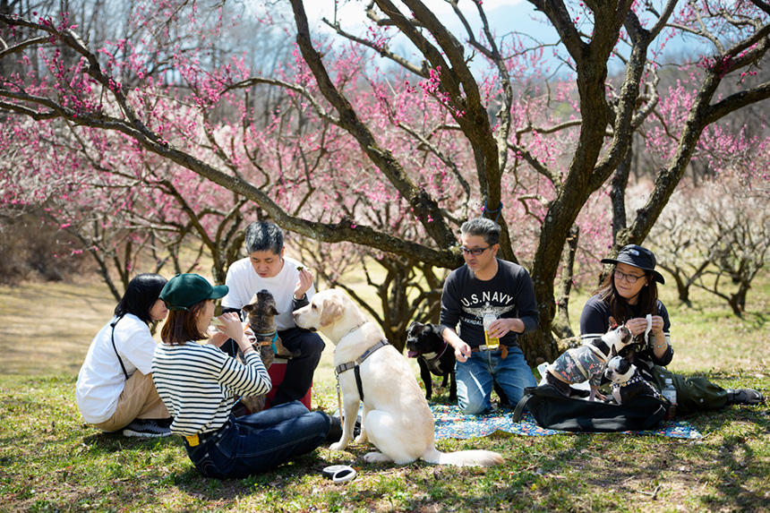 Dog Snapshot R 令和の犬景Vol.49　早春の梅林　犬たちと春の息吹を感じる幸せ