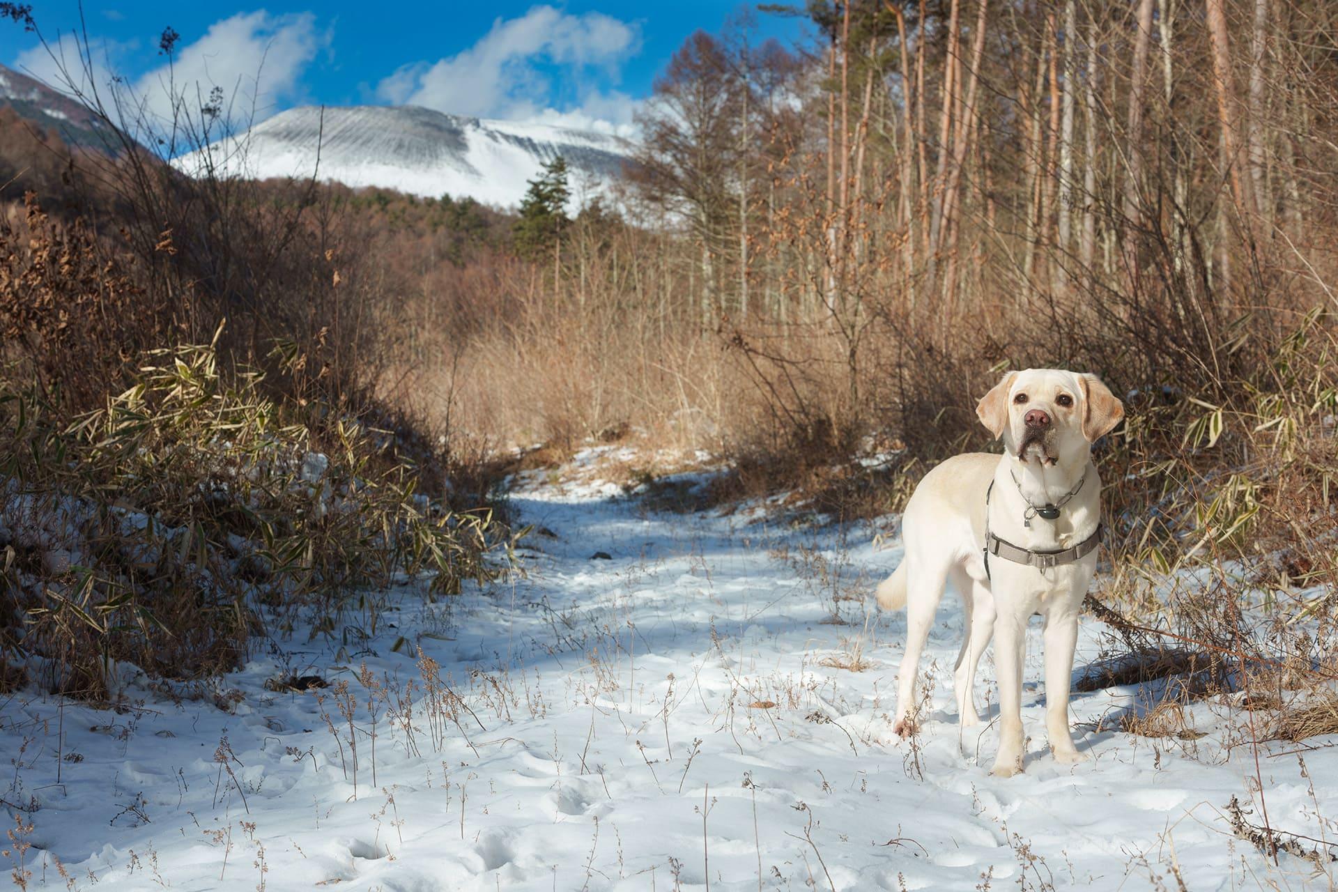 Dog Snapshot R 令和の犬景Vol.59　きっと幸せに辿り着く「自分に合った道」