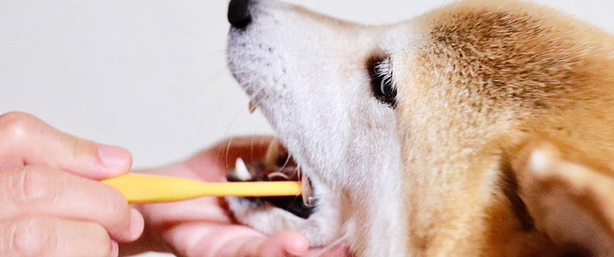 犬のデンタルケアに効果を感じない？本当に効果があるの？歯垢・歯石除去のあれこれ