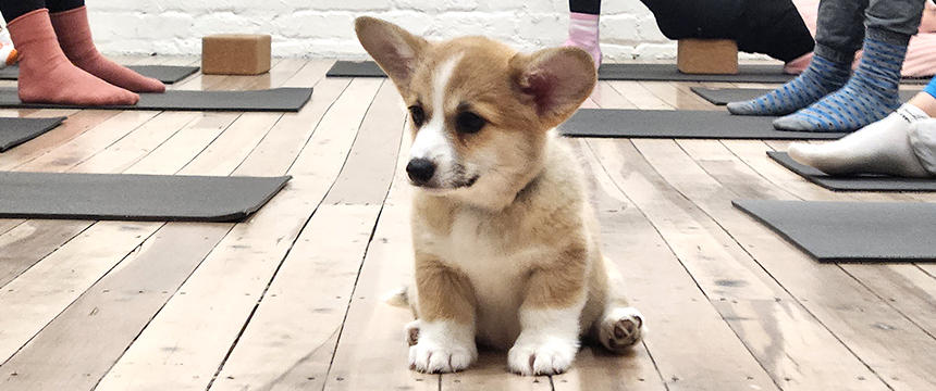 コーギーの子犬に囲まれてストレッチ。NZ版パピーヨガとは？～南半球のDog's letter～