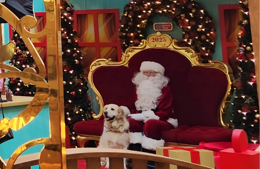 犬もサンタクロースと記念撮影！NZのクリスマス事情とは？～南半球のDog's letter～