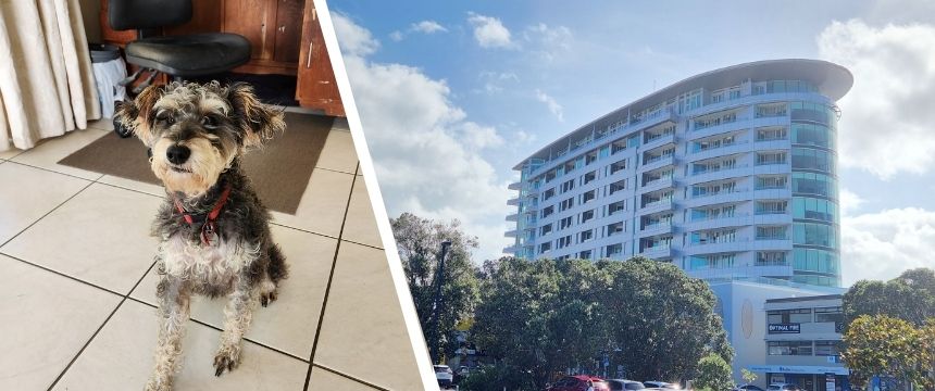 ご存知ですか？法改正でNZの賃貸物件がほぼすべてペット可に！〜南半球のDog's letter〜