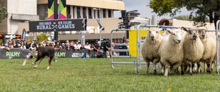牧羊犬の活躍が見られる！農業がテーマのスポーツイベントをリポート〜南半球のDog's letter〜