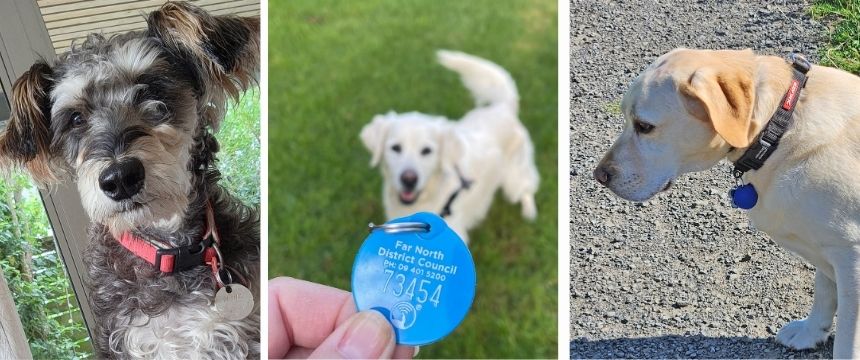 使い捨てから一生モノへ。プラスチックフリー月間に見るNZの犬タグの変化とは?~南半球のDog's letter~