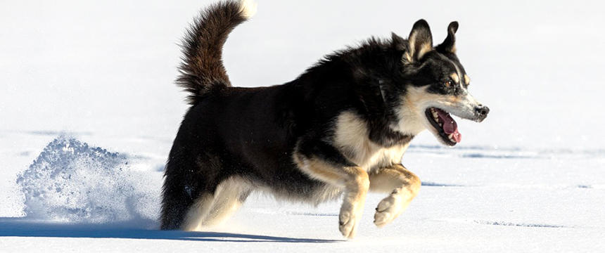【ペット栄養管理士で管理栄養士が解説】免疫力とは？犬におすすめの免疫力を高める栄養素