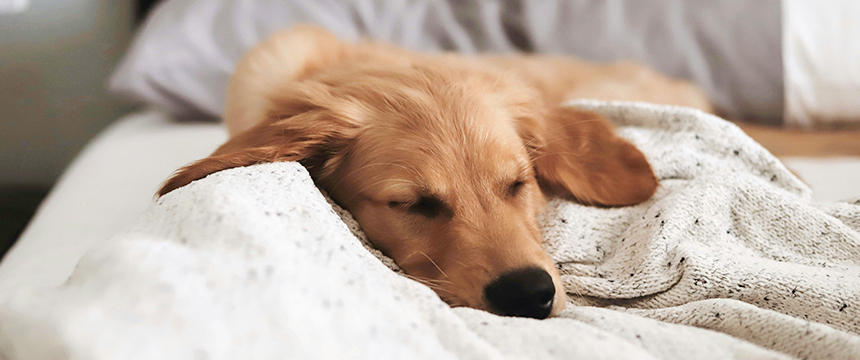 【ペット栄養管理士で管理栄養士が解説】犬に与えても大丈夫？体を温める食材