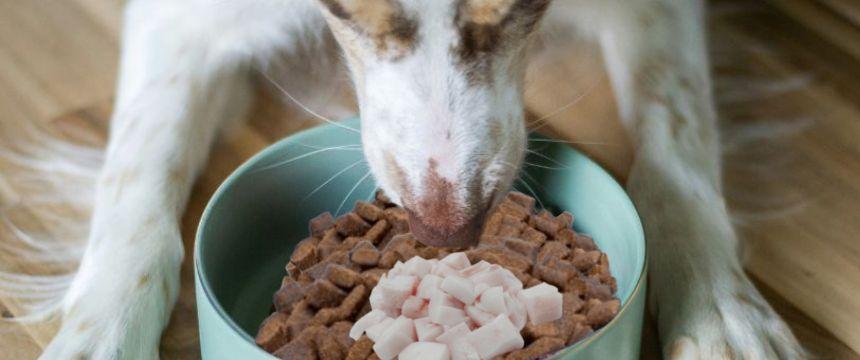 ご褒美をあげても太りにくい犬へ｜体をつくる肉類の成分比較ガイド
