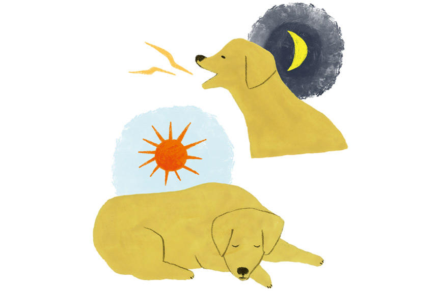 認知症かな？と思った時の向き合い方《RETRIEVER + POCHI archive010》