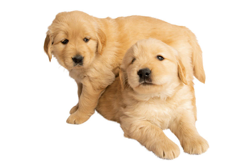 犬との暮らしがもっと楽しくなる 子犬の迎え方《RETRIEVER + POCHI archive011》