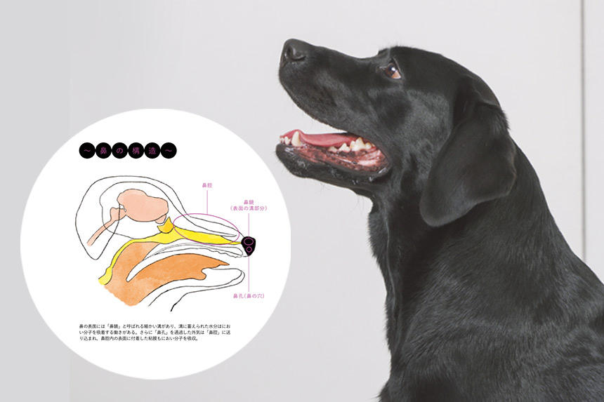 覚えておきたい！犬の鼻トラブル《RETRIEVER + POCHI archive013》