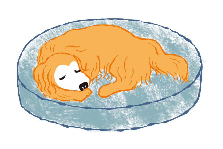 犬のための、安心して寝られる環境づくりを《RETRIEVER + POCHI archive014》