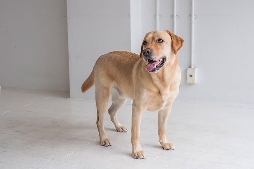 歩く、走る...犬の歩行と運動をつかさどる、足先のすべて《RETRIEVER + POCHI archive015》