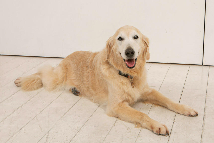 犬の