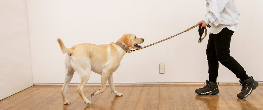 もっと絆を深める 犬のしつけ直し《RETRIEVER + POCHI archive041》