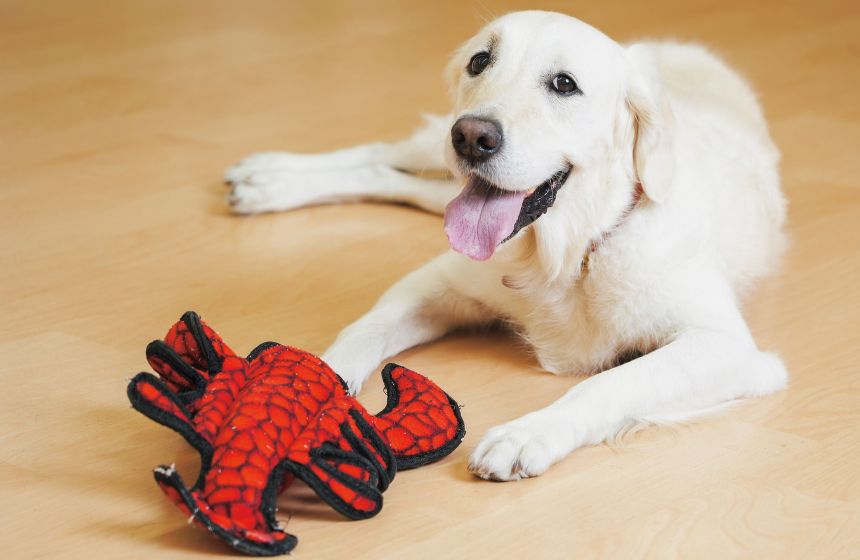 導き上手な飼い主になろう!〜観察上手 編〜《RETRIEVER + POCHI archive068》