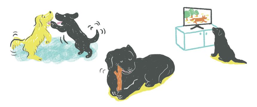 日常のギモンから 犬の心の動きを知ろう③《RETRIEVER + POCHI archive077》