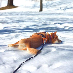 雪道のお散歩でも、不動柴からのお昼寝は健在！