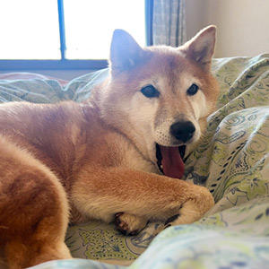 普段は「ちぇっ。飼い主が来ちゃったよ」と、げんなりした態度でベッドから去っていきます。寂しい……。