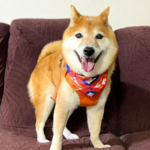 柴犬の辞書に「看病」はなし。「飼い主、サボってる？  一緒に遊ぼう！」