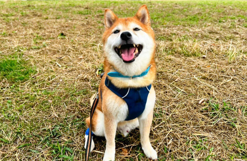 柴犬も飼い主も、元気いっぱいでお散歩できるのが、一番の幸せですね！
