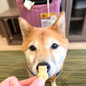 すっかり旅慣れた柴犬さん、お宿のウェルカムおやつも楽しみのひとつ。