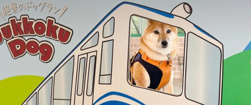 柴犬連れ旅行はハードル高し！千里の道も一歩から〜柴犬あるある・目指せ旅犬！右往曲折編～