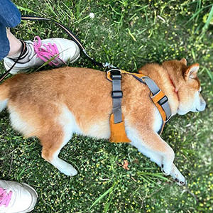 柴犬と暮らすまで、散歩中に寝るなんて想像もしませんでした……。いい夢みろよっ！