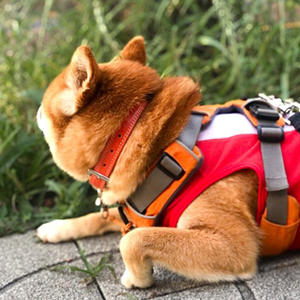 「聞こえてるよ！」の耳だけクルン。 歩かなくてもいいので、せめて振り向いてほしい……。