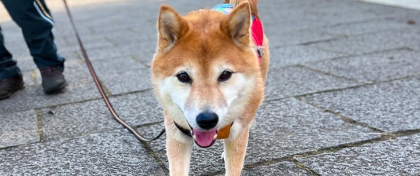 不動柴対策を試してみたら......〜柴犬あるある・不動を極めた地蔵柴編～