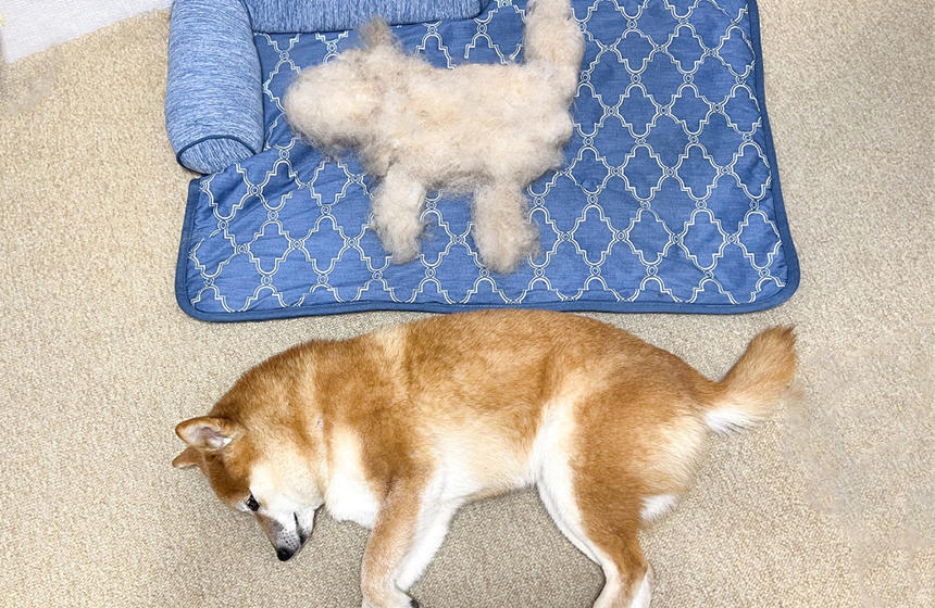 戦いの末、子犬が誕生！ 仲良くしてね。