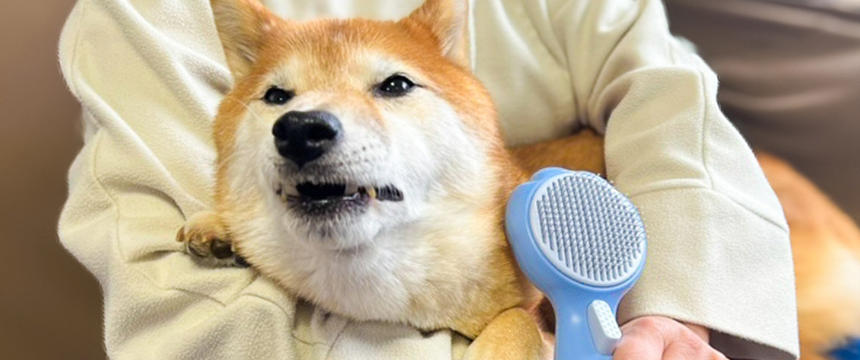 換毛期の柴犬vsブラッシング〜柴犬あるある・いろんな意味で戦いだ編～