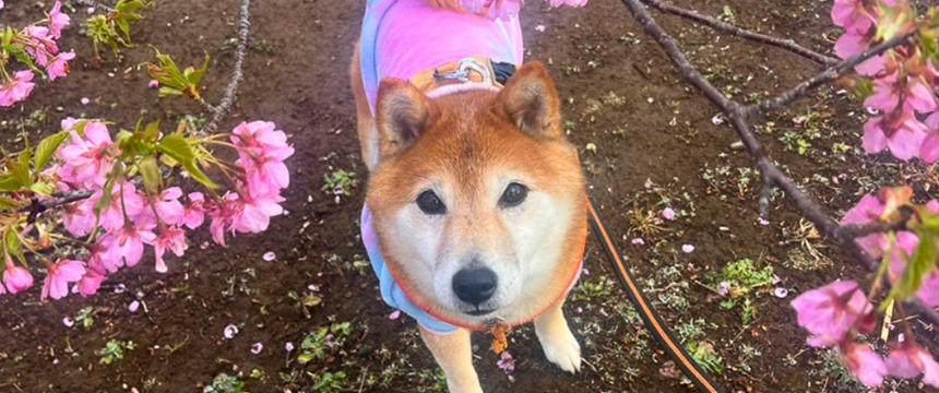 お散歩コースに春が来た！〜柴犬あるある・春の景色がよく似合う編～