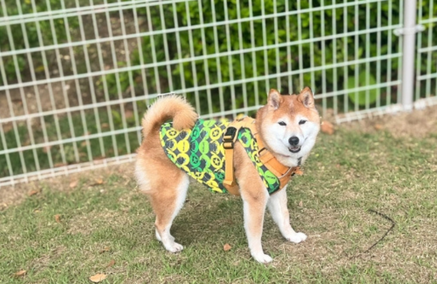最近は、ドッグランでものんびり散歩になりました。「飼い主、ちゃんとついてきてる？」と何度も振り返る様子がかわいい。